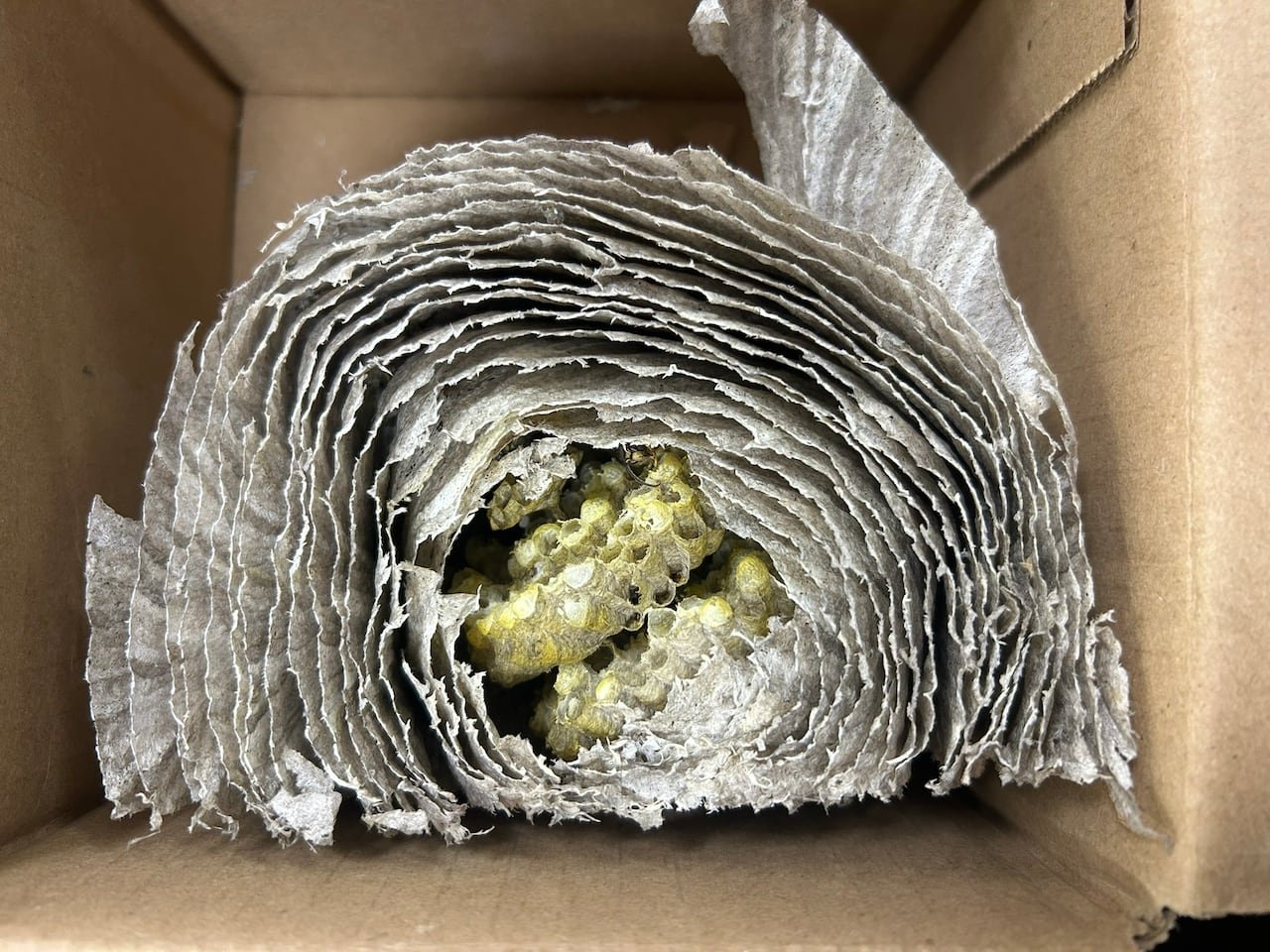 A cross-section of a wasp nest sits inside a cardboard box.