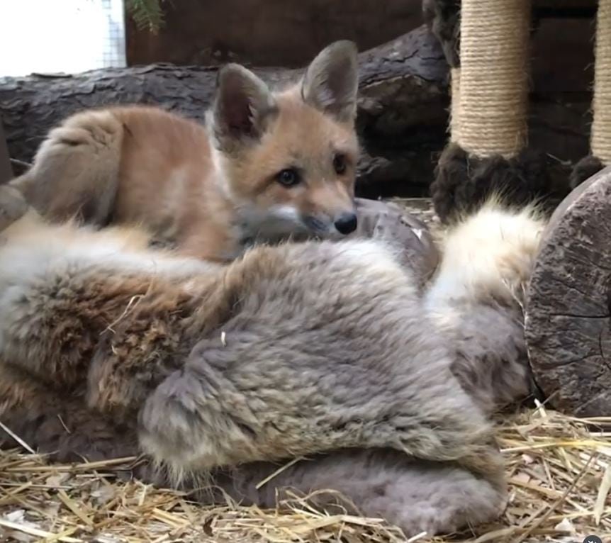 A fox rests on a blanket made from a donated fur coat