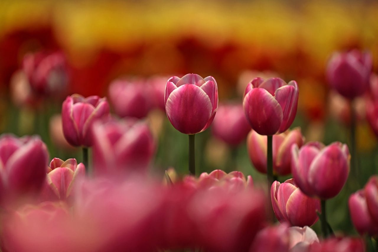 default-25 Pink tulip flowers grow in a field.