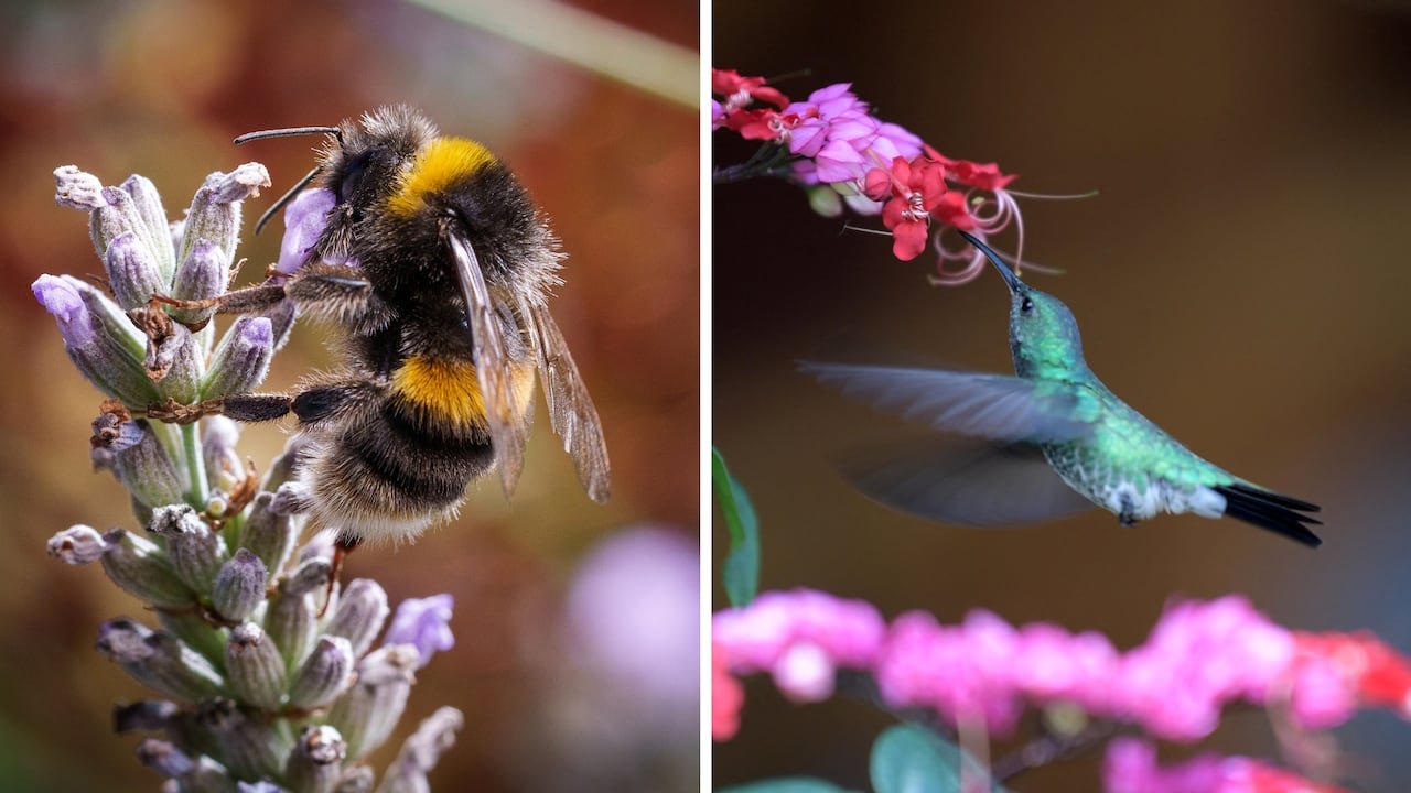 default-26 A photo composite with a bee on a lavender flower on the left and a hummingbird getting nectar from the right.