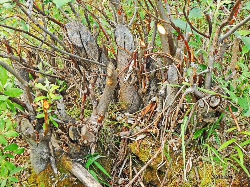 default-537 Shrubs