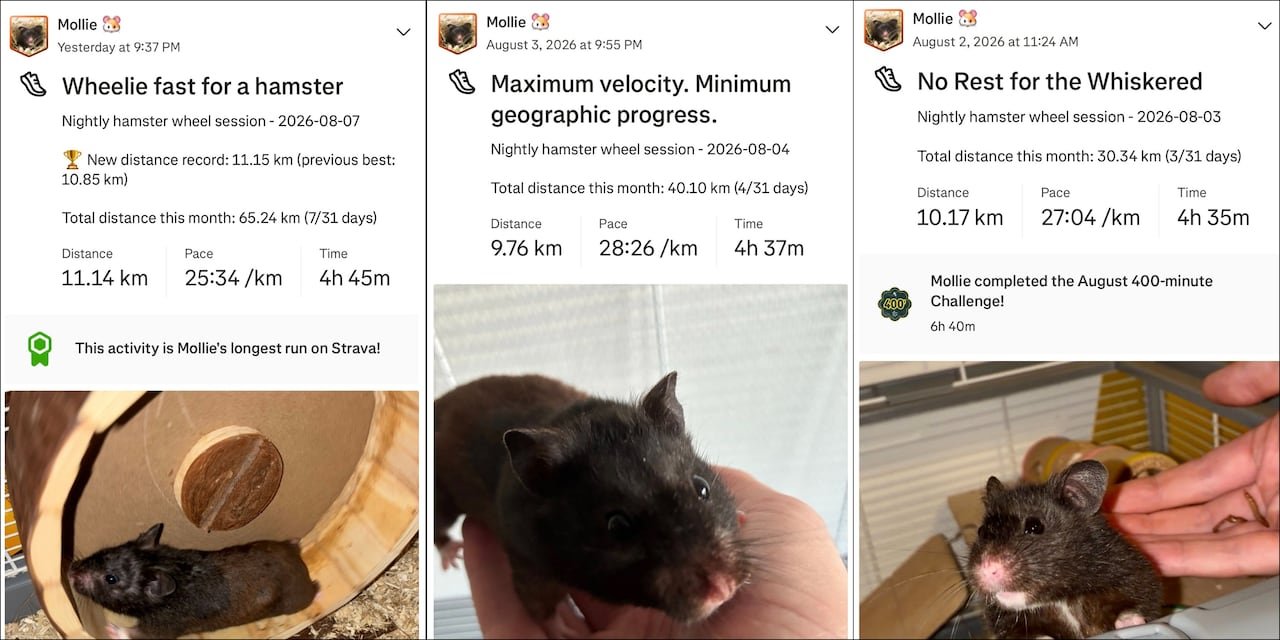 default-237 Three vertical screenshots feature running stats accompanied by pictures of the same black hamster, with text that reads: "Wheelie fast for a hamster," "Maximum velocity. Minimum geographic progress," and "No rest for the whiskered."