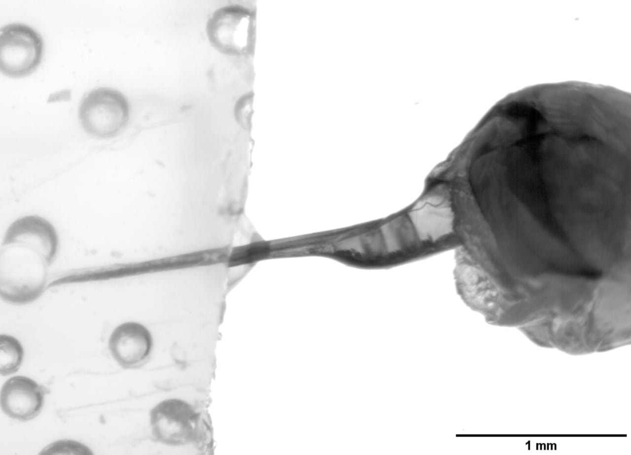 A bulbous venom sac attached to a thin needle-like stinger, showing two distinct elements inside the clear chamber.